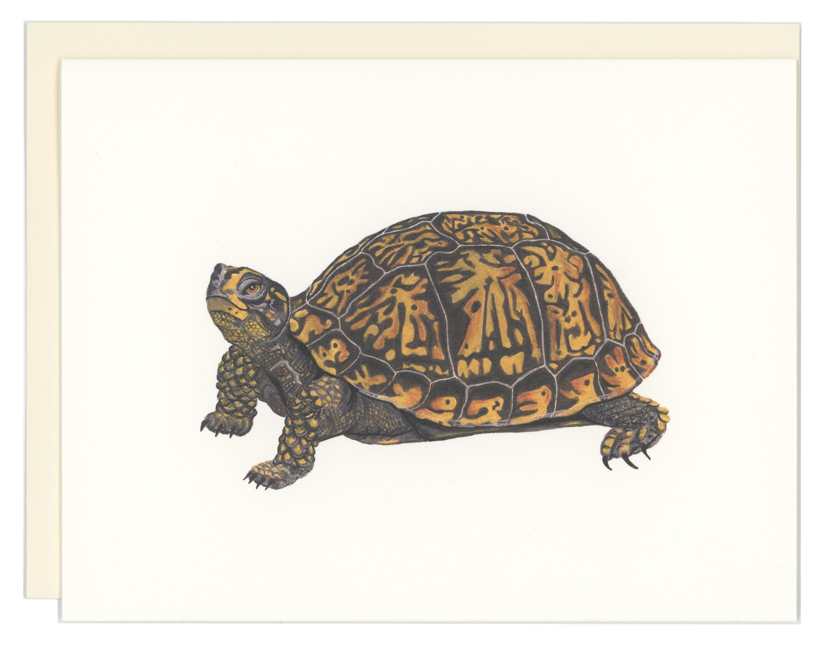 Box Turtle – Good Postage